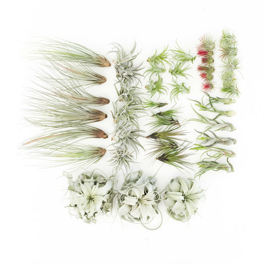 Tillandsia Air Plants