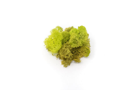Preserved Chartreuse Moss