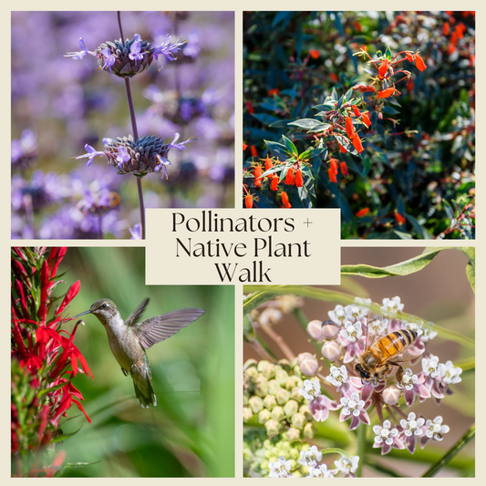 Family Fun: Pollinators + Native Plant Walk