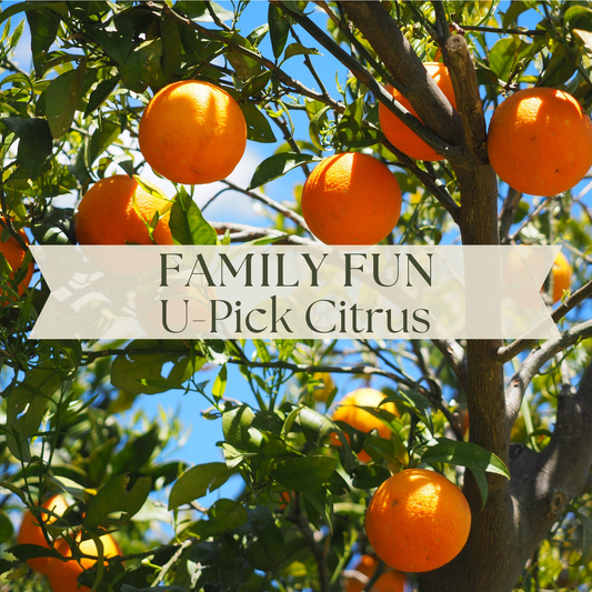 Family Fun: U-Pick Citrus + Farm Tour