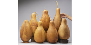 Premium Tall-Body Gourds