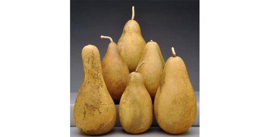 Premium Tall-Body Gourds