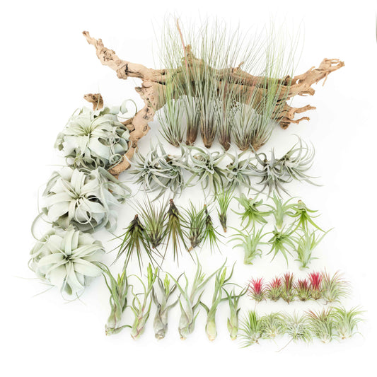 Tillandsia Air Plants