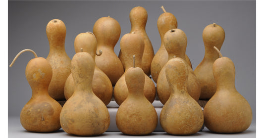 Standard Bottle Gourds Bulk Bundle