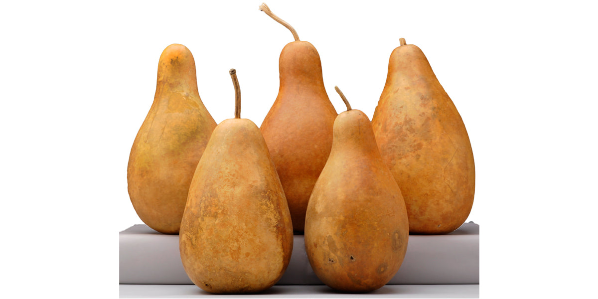 Standard Tall-Body Gourds