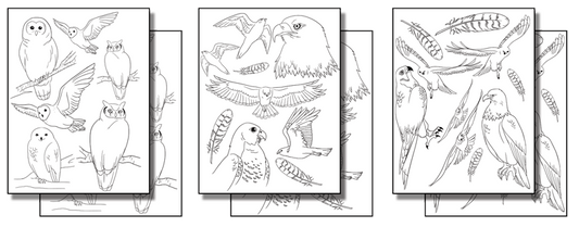 Stick 'n Burn Owls, Hawks and Eagles Pack