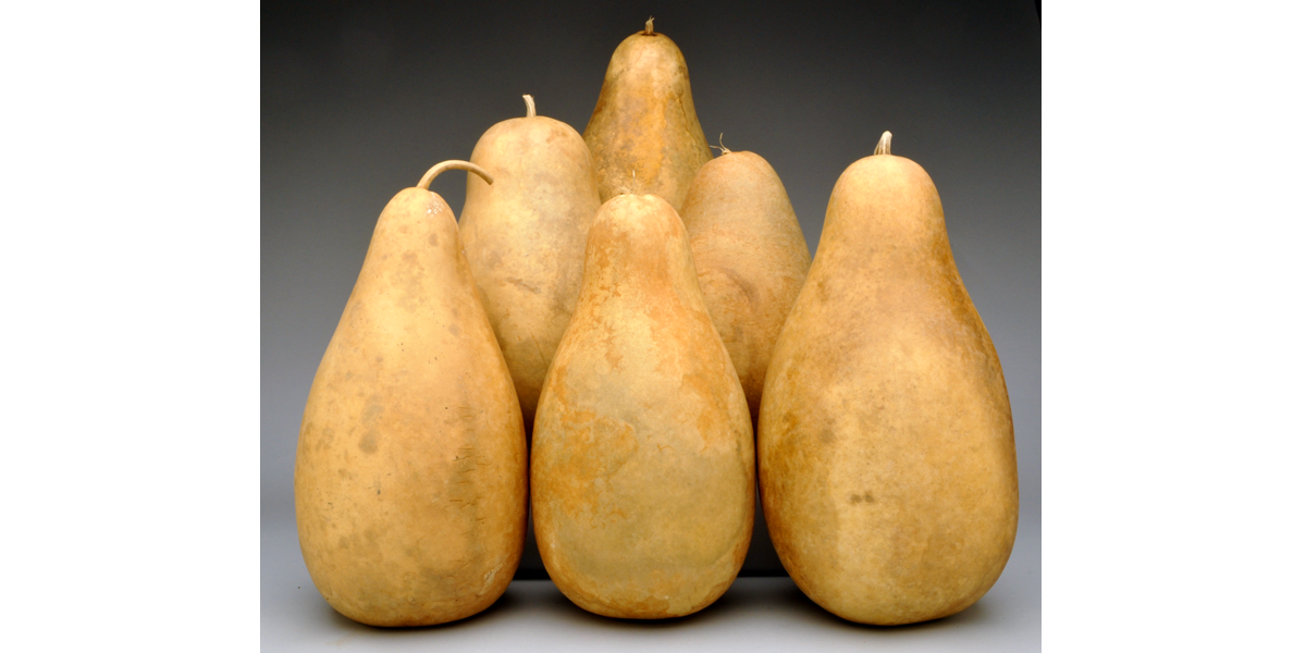 Standard Tall-Body Gourds