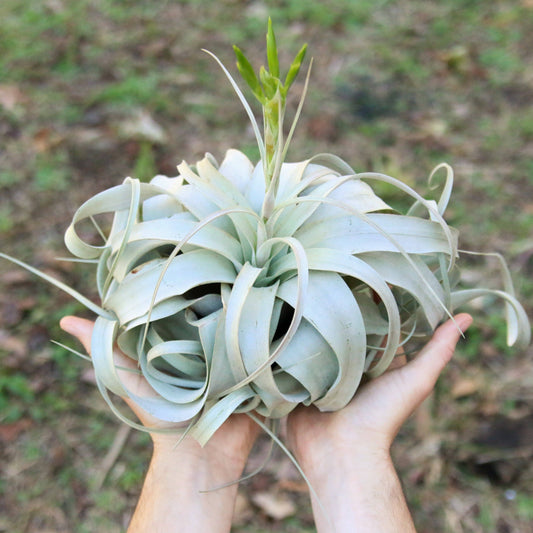 Jumbo Tillandsia Xerographica