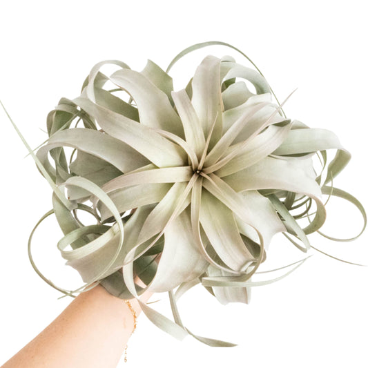 Jumbo Tillandsia Xerographica