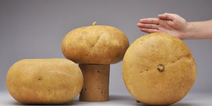 'Bargain Quality' Canteen Gourds