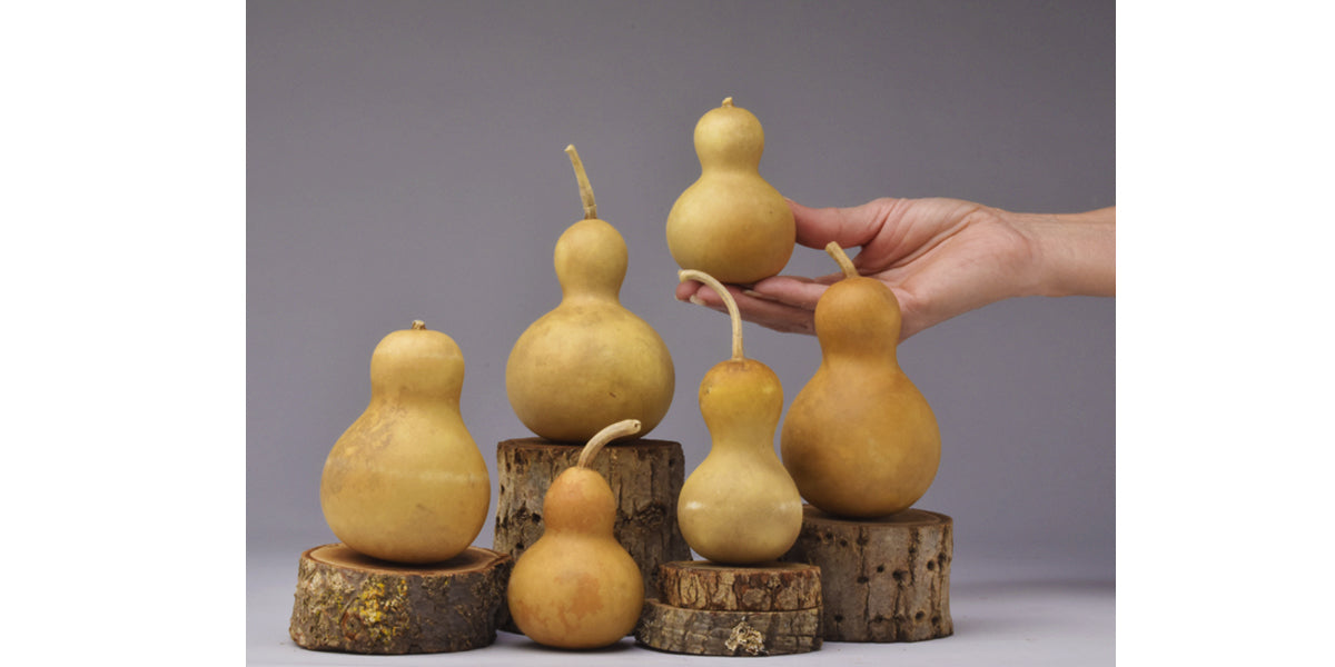 Mini Jourds Mini Gourds - Welburn Gourd Farm