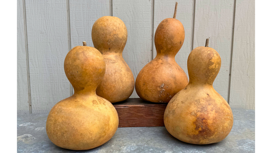 Limited Edition: Standard Box of 4 Bottle Gourds (9"-9.9" diameter)