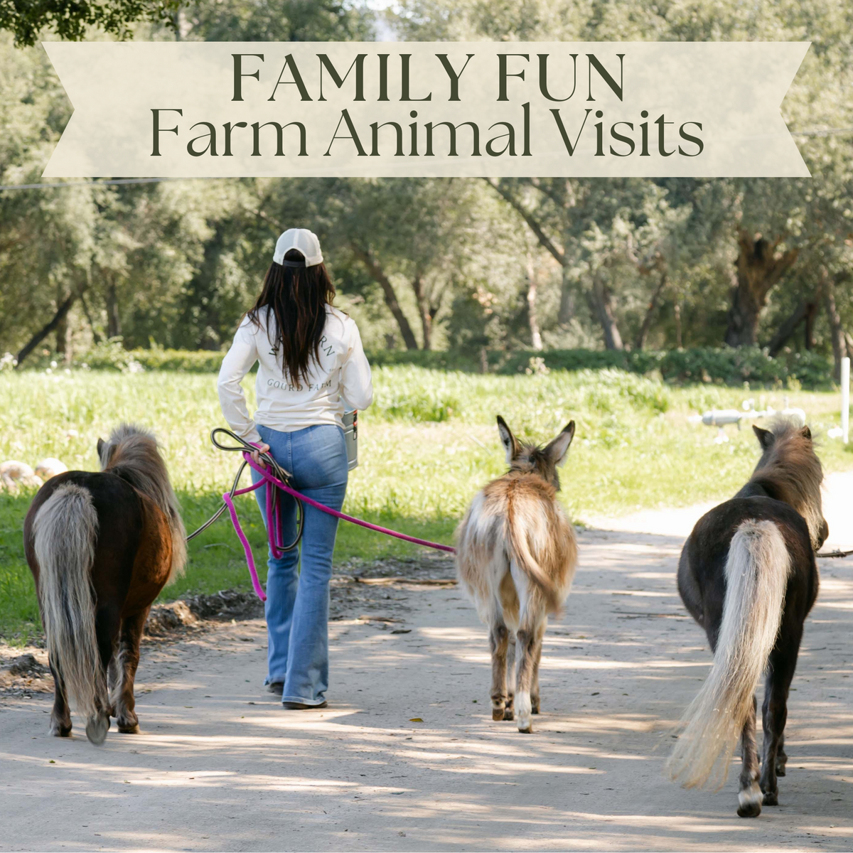Family Fun: Farm Animal Visits - Welburn Gourd Farm