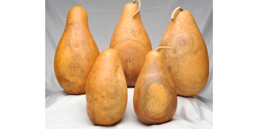 Standard Quality Gourds Welburn Gourd Farm