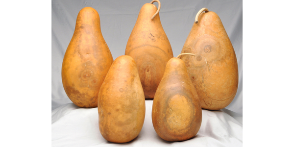 Standard Tall-Body Gourds - Welburn Gourd Farm