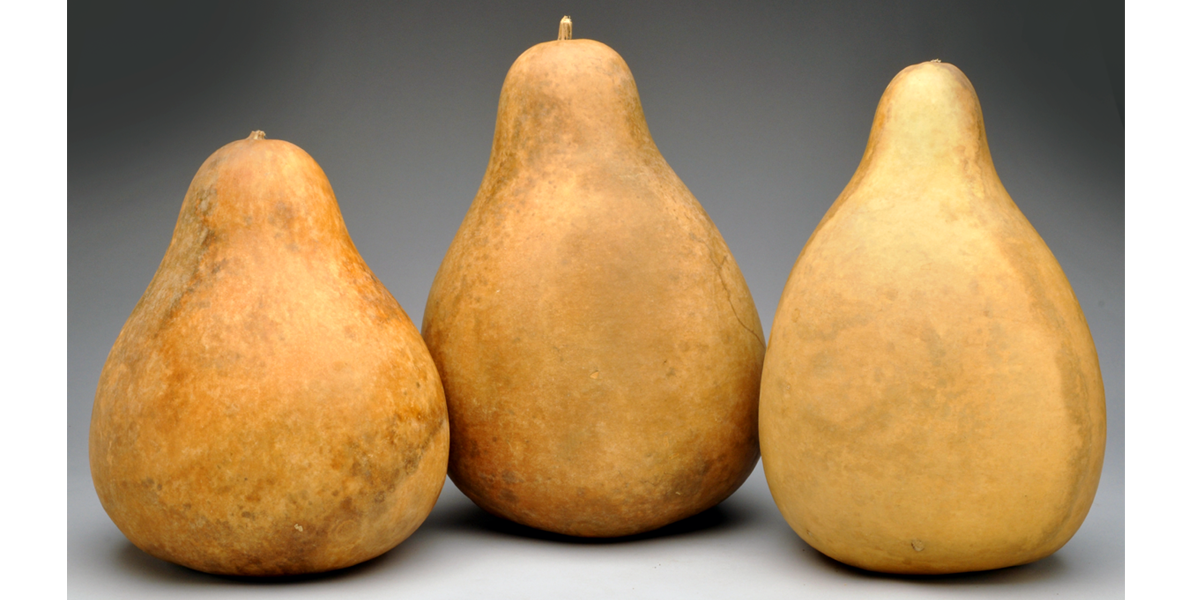 Standard Pear + Kettle Gourds