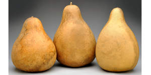 Standard Pear + Kettle Gourds