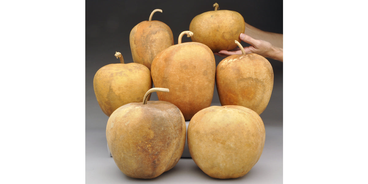 'Bargain Quality' Apple Gourds