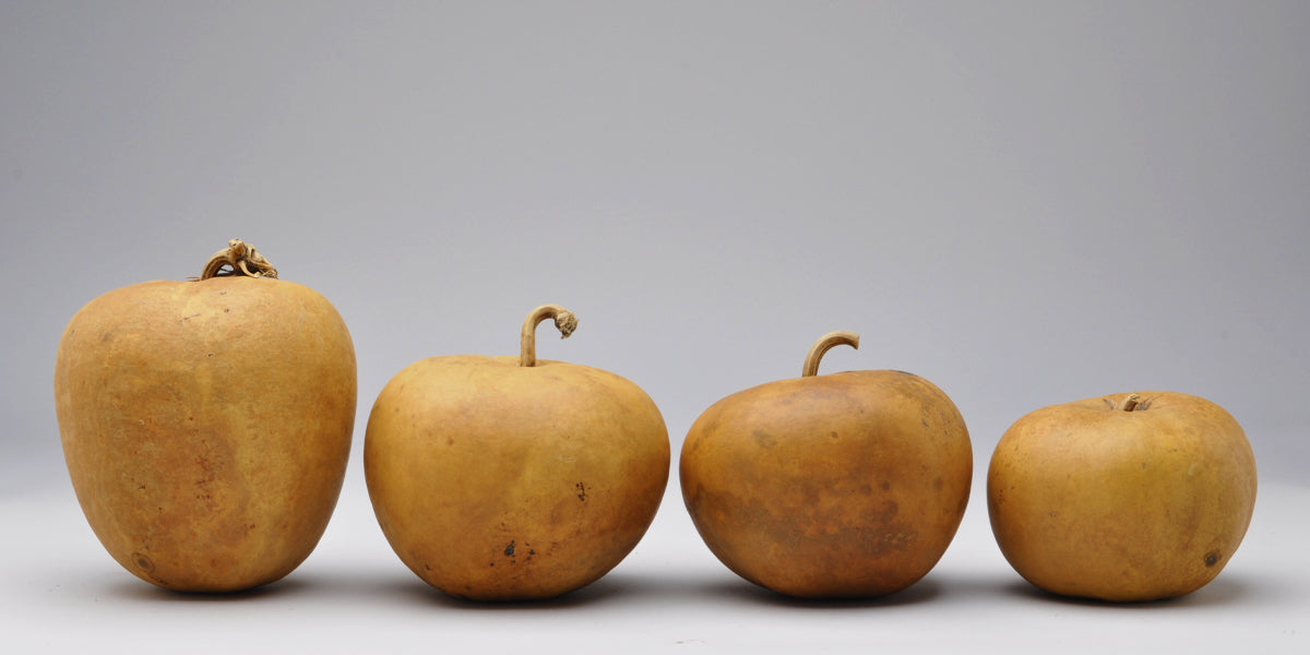 Apple - ウェル Hard Shell Apple Gourds - Welburn Gourd Farm