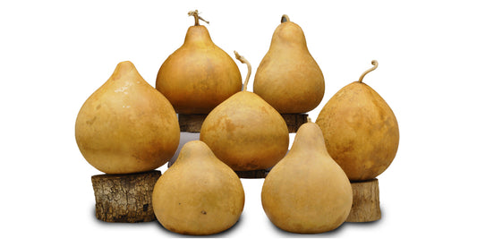 Standard Kettle Gourds