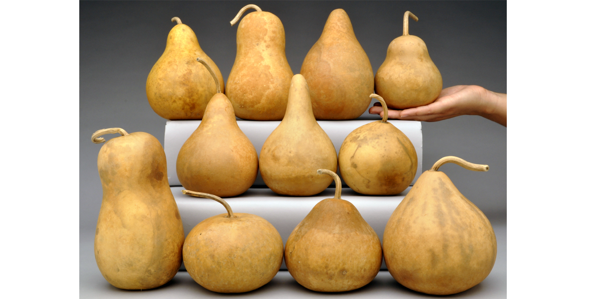 Mini Gourds Welburn Gourd Farm