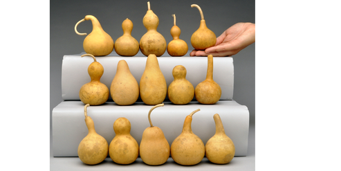 Mini Gourds - Welburn Gourd Farm