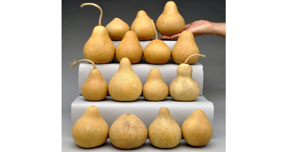 Mini Jourds Mini Gourds - Welburn Gourd Farm