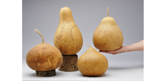 Standard Pear + Kettle Gourds