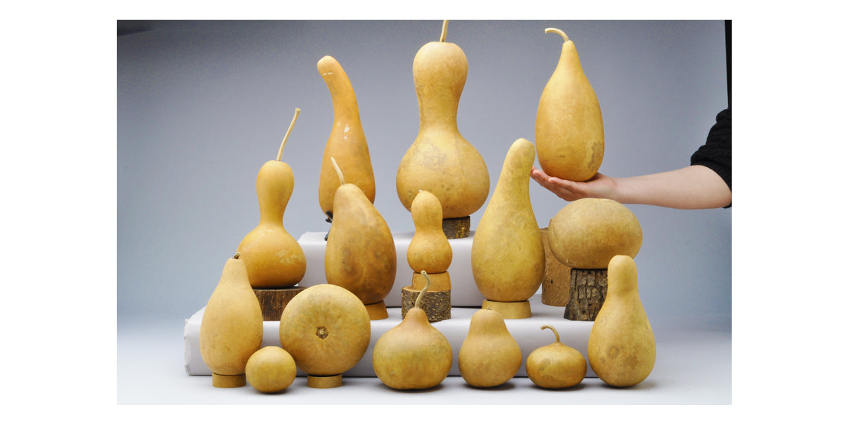 Assortment Gourd Box Welburn Gourd Farm
