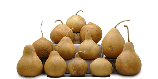 Standard Kettle Gourds