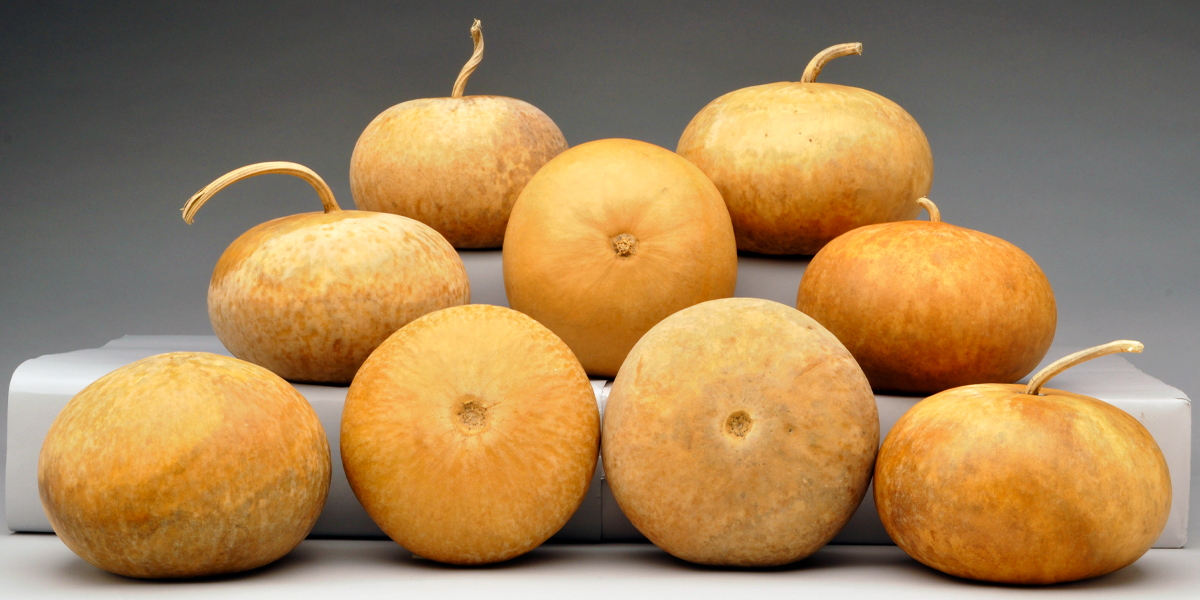 Premium Canteen Gourds Welburn Gourd Farm